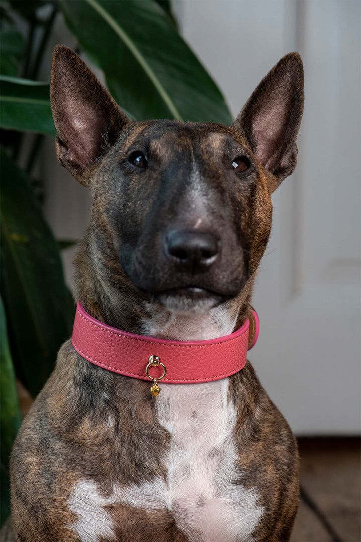 Hundehalsband 'soft Coralpink'